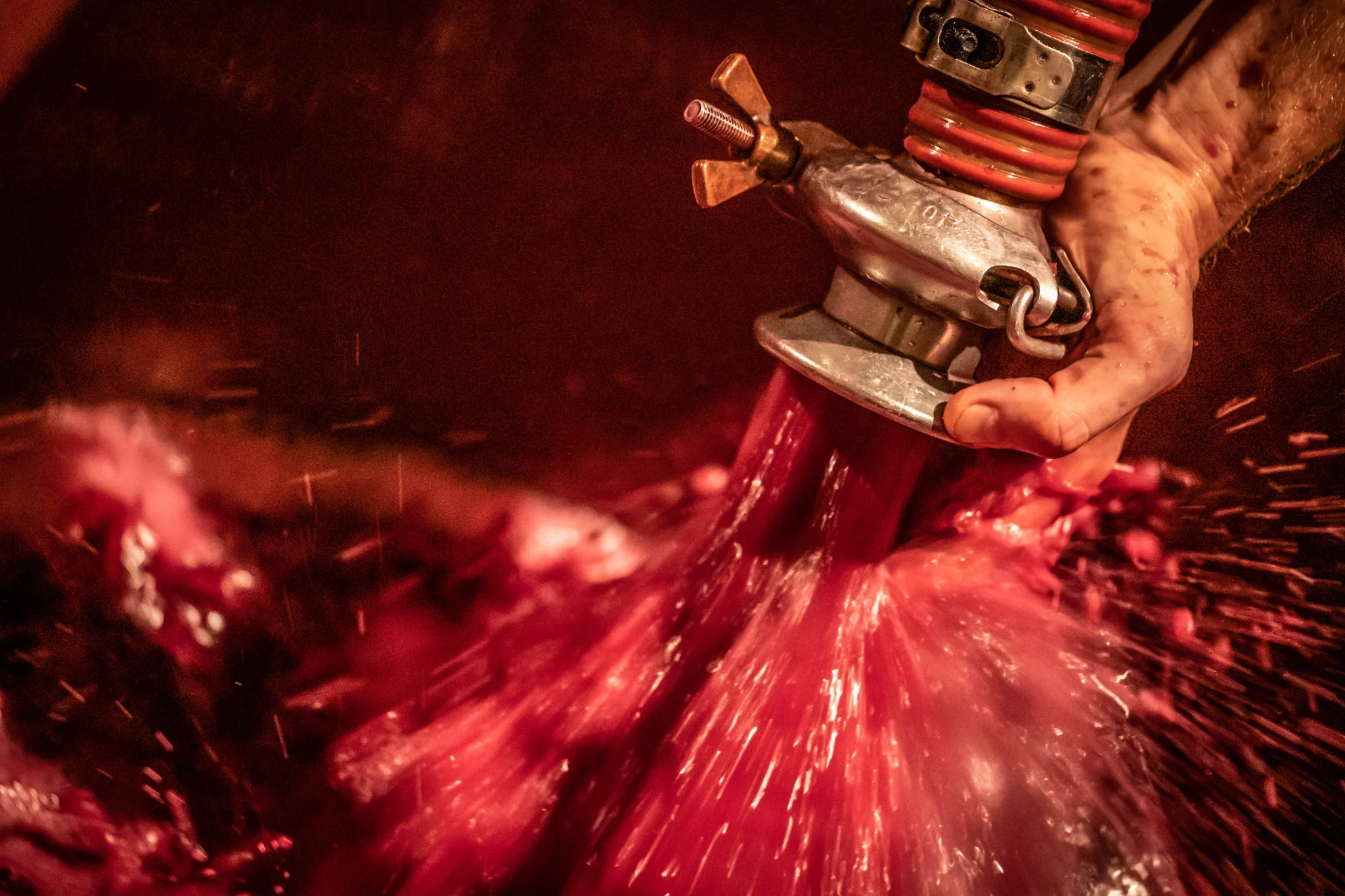 Valentina Passalacqua - Vini e Luce — foto 3