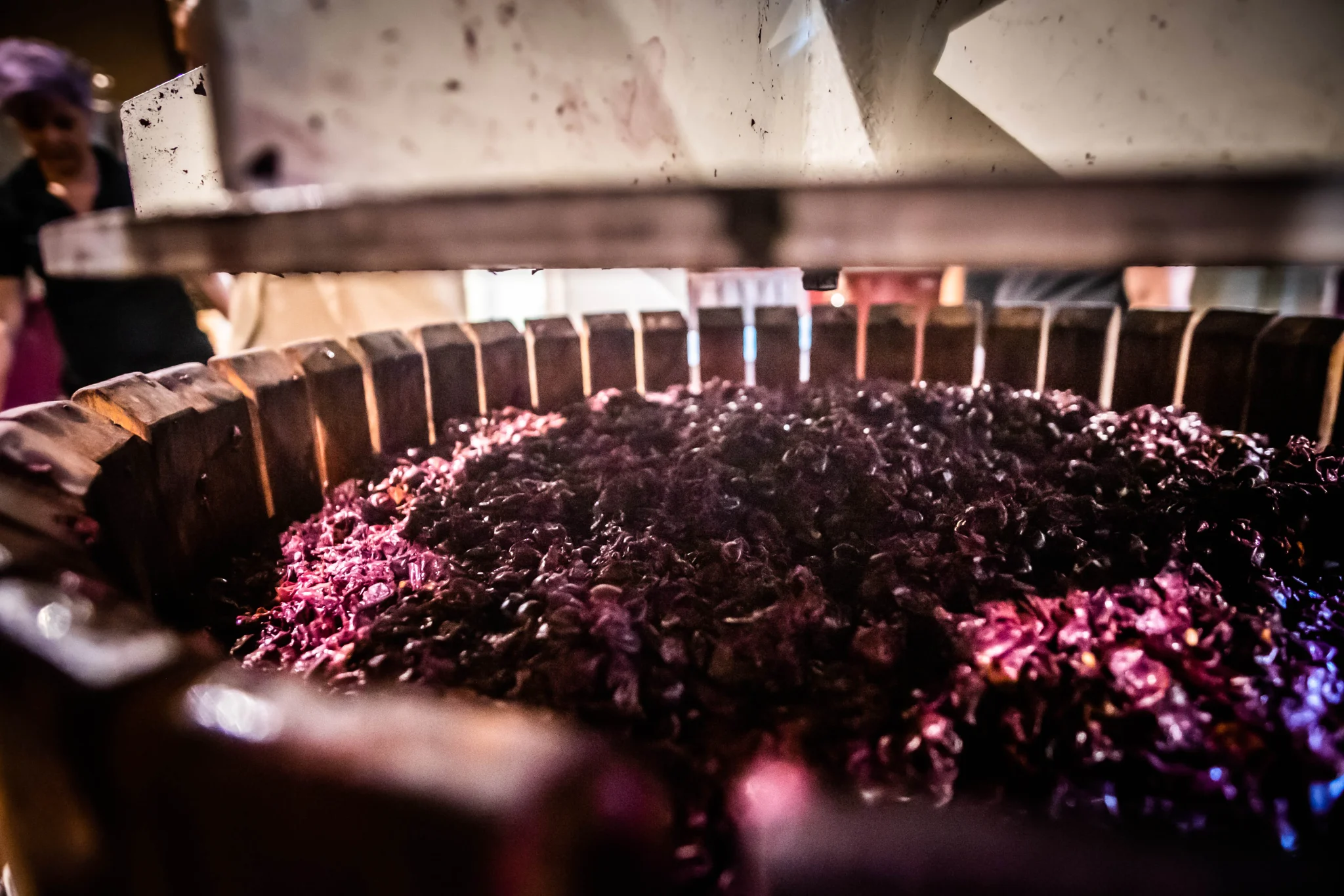 Valentina Passalacqua - Vini e Luce — foto 4