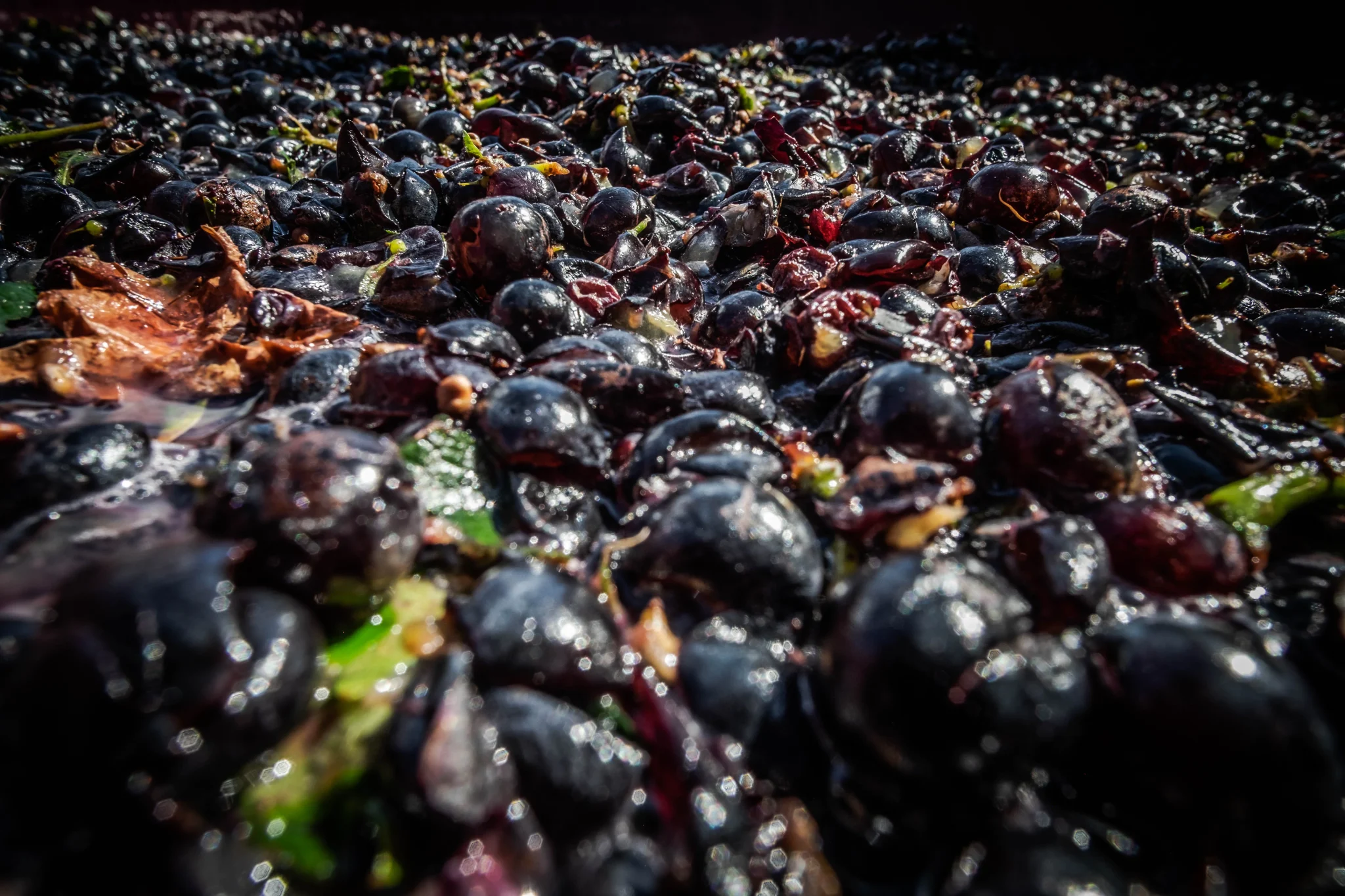 Valentina Passalacqua - Vini e Luce — foto 6